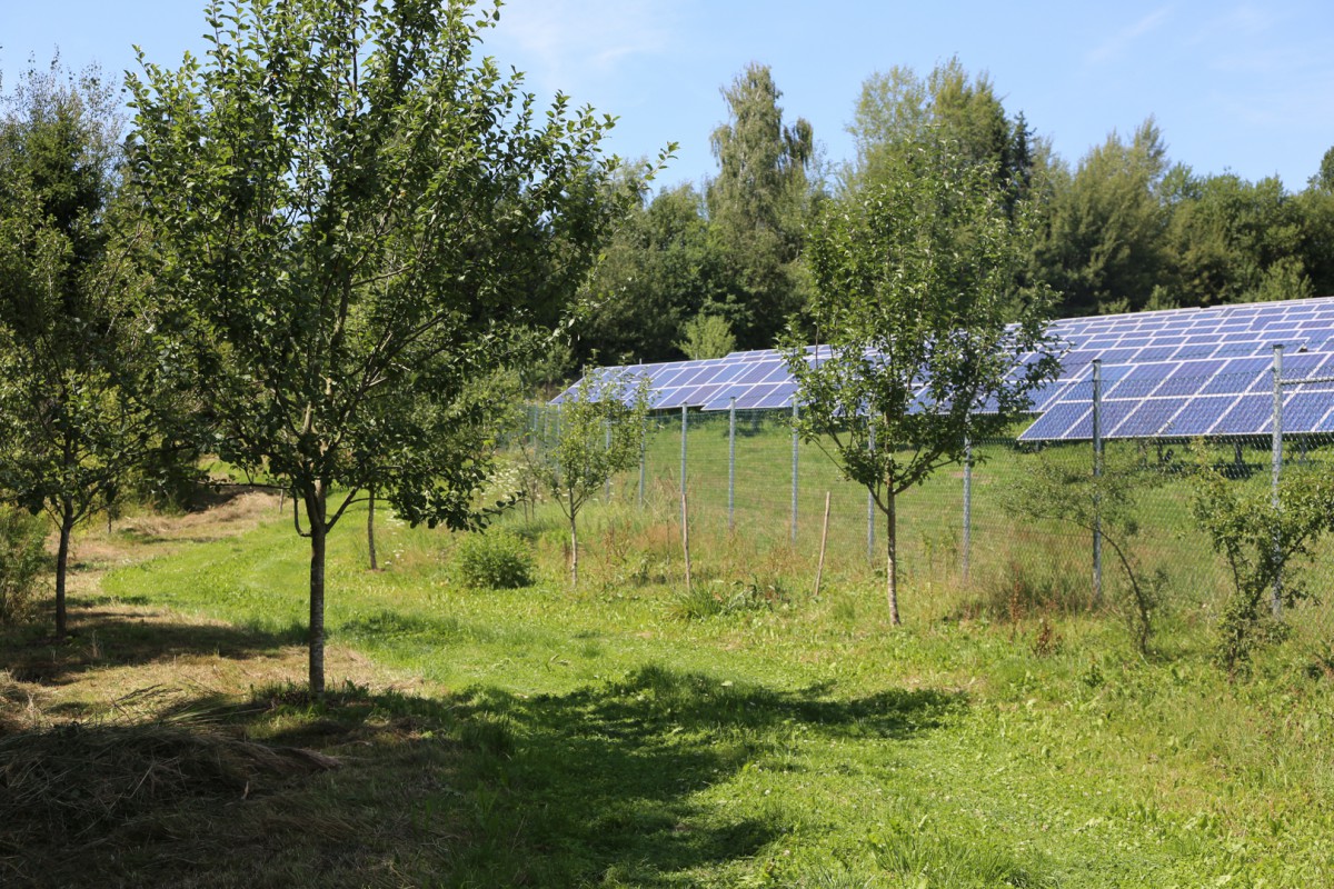 Das Solarfeld in Oberndorf ist von verschiedenen Biotopstrukturen eingerahmt. (Bild: Andreas Engl)