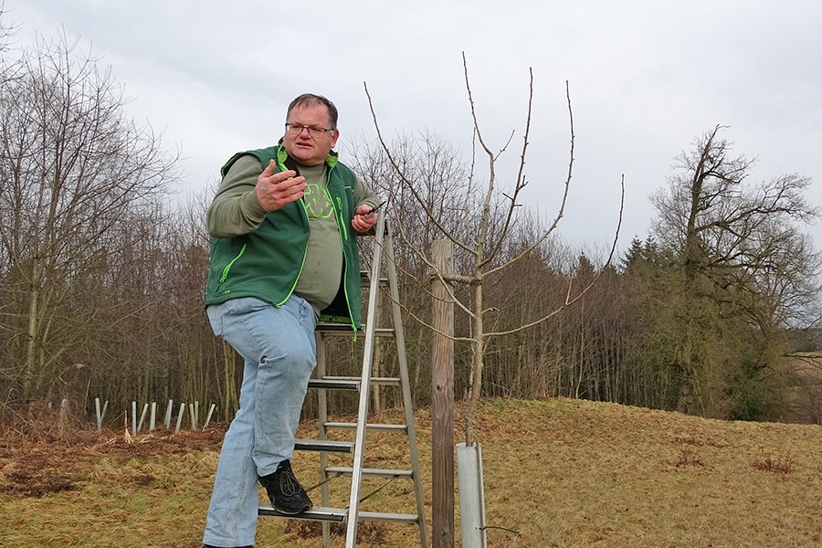Ein Mann steht auf einer Leiter an einem Baum, um ihn zu schneiden
