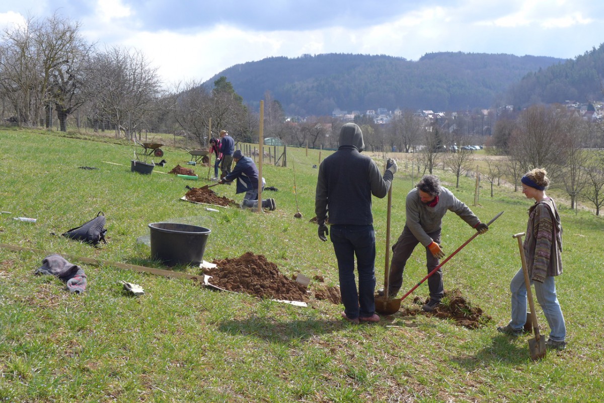 Pflanzteams bei der Arbeit