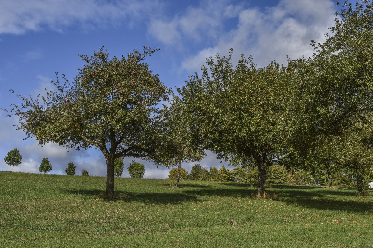 Ein Bild einer Streuobstwiese