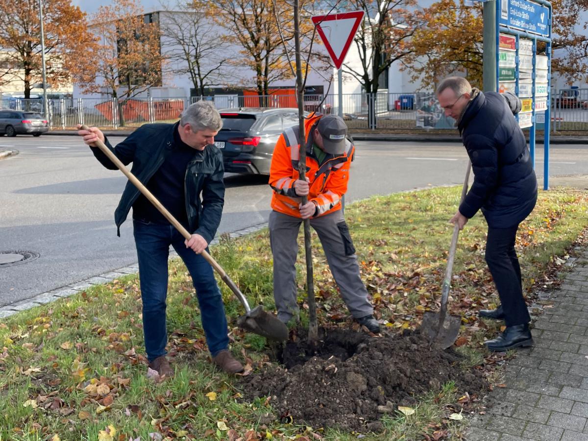 Drei Männer pflanzen einen Baum
