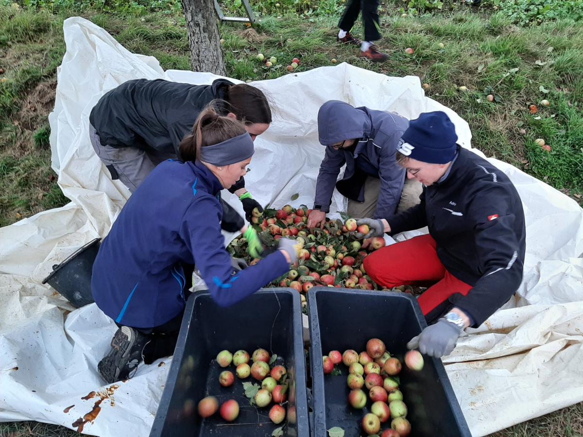 Zahlreiche Helfer:innen und Helfer sammeln die Äpfel auf die vom Baum geschüttelt wurden.