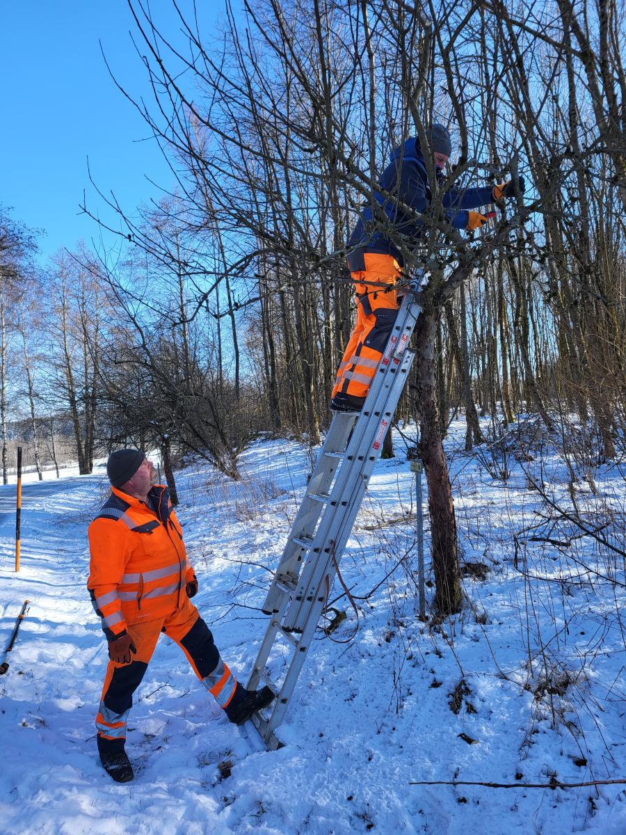 Bauhofmitarbeiter schneiden Obstgehölze am Tännesberger Streuobstpfad