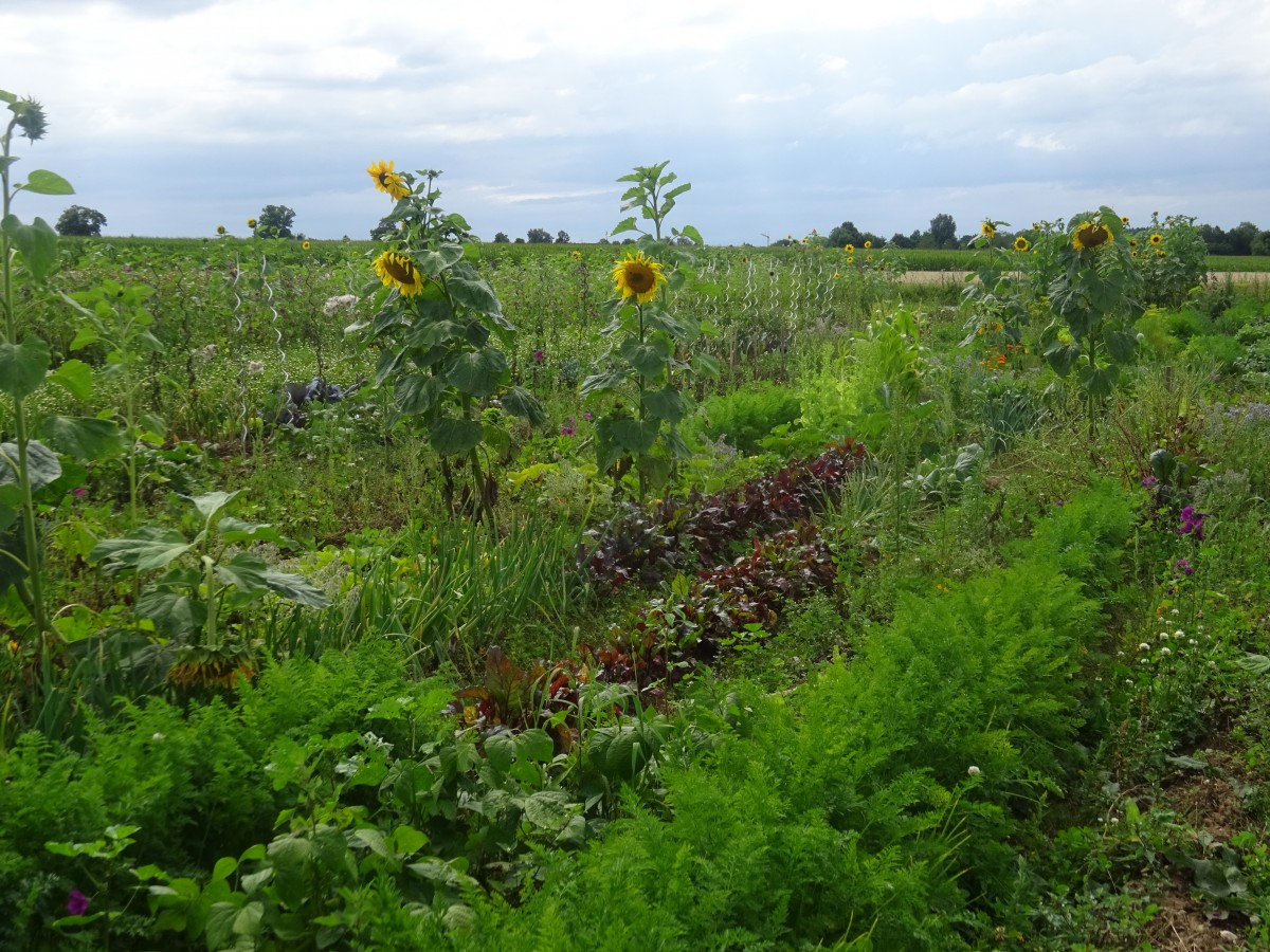 Der Bifling in Jesenwang: umrahmt von Blühflächen bauen hier Einheimische ihr Gemüse an