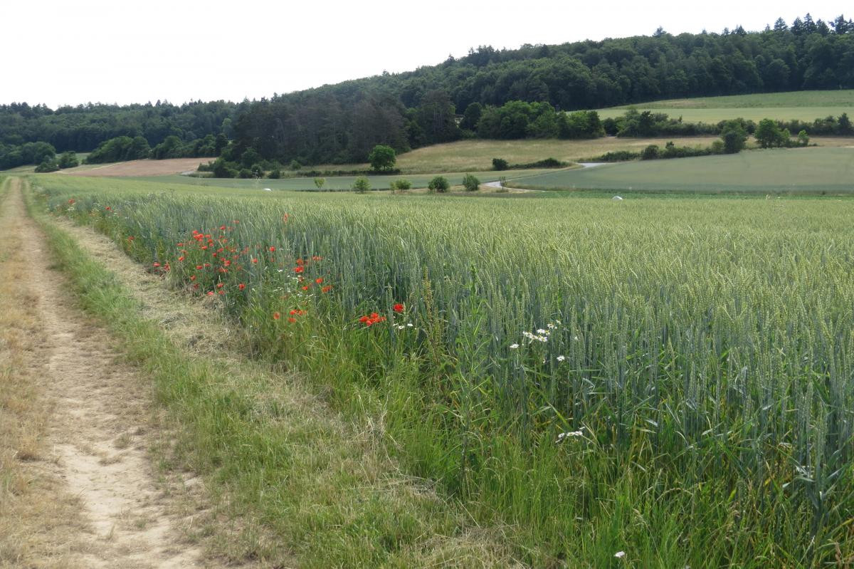 Landschaft im Lkr. Main-Spessart