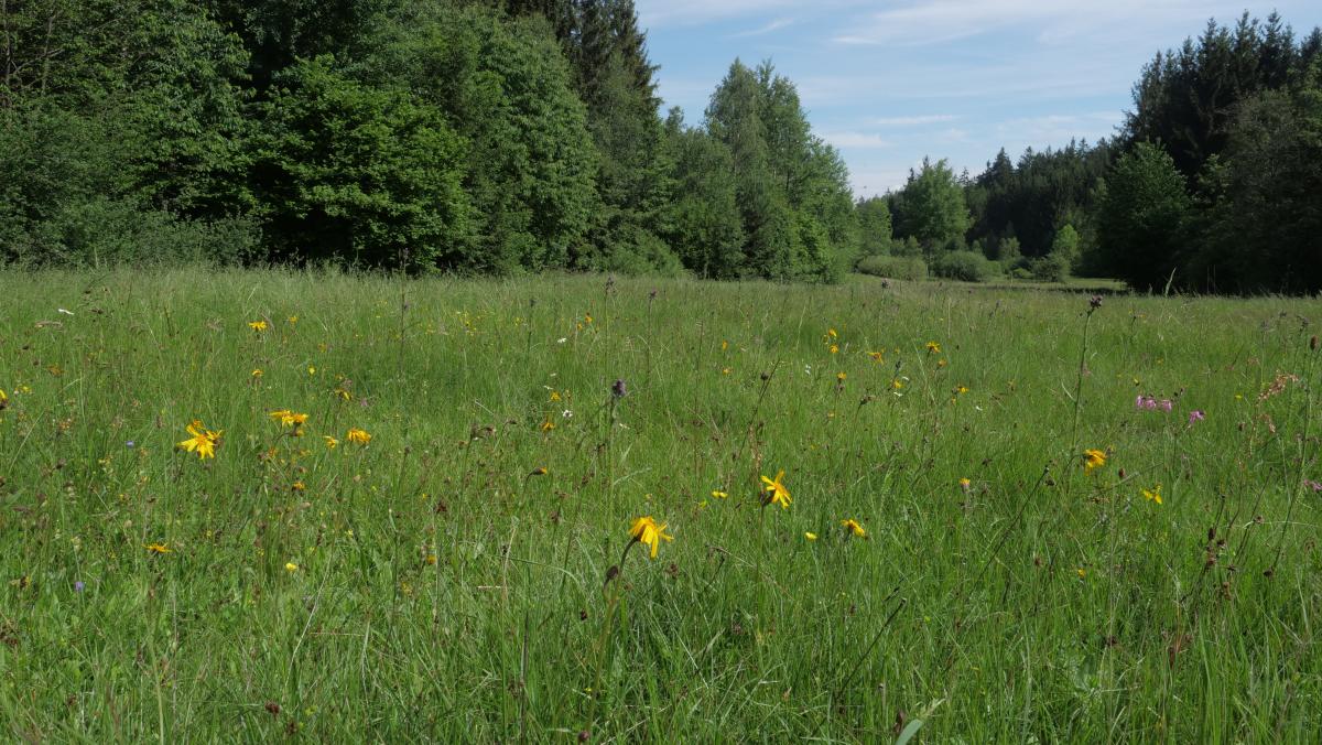 Artenreiche Wiesen sind oft ganz unscheinbar. Hier blüht kräftig gelb Arnica, eine seltene Pflanze die auf der Roten Liste steht.