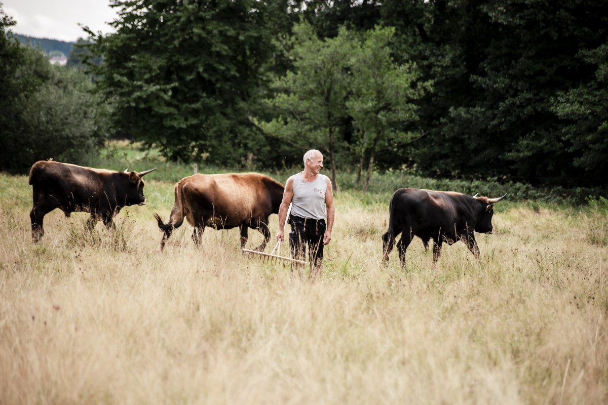 Die Heckrinder von Michael Ferstl pflegen die Landschaft im oberpfälzischen Hannesried (Bild: C. Hauptmann)