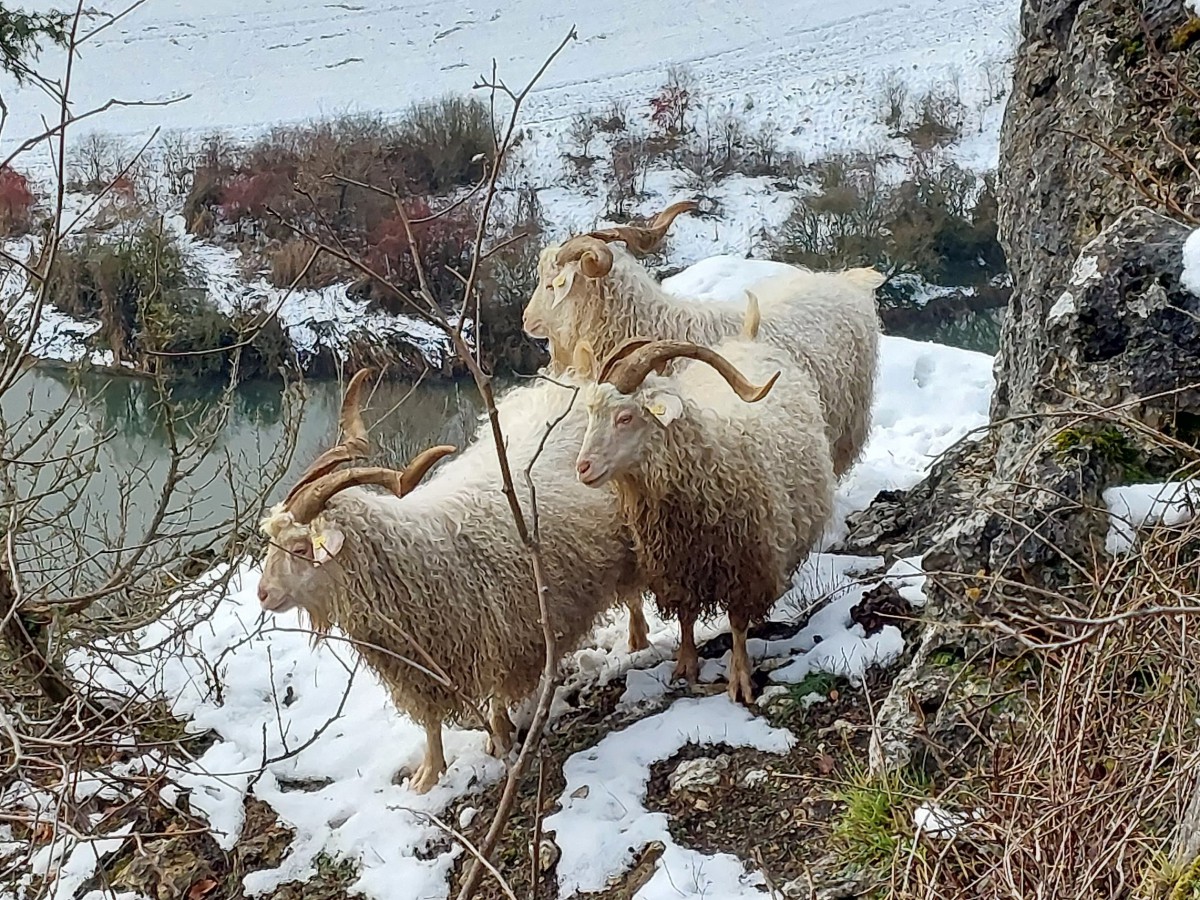 Weiße langhaarige Angoraziegen stehen im Schnee auf der Arnsberger Leite.