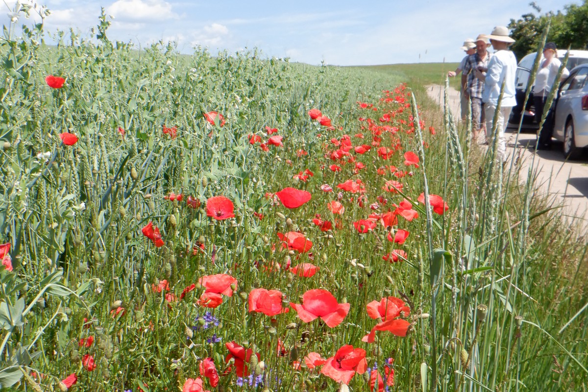 Mohnblumen am Ackerrand