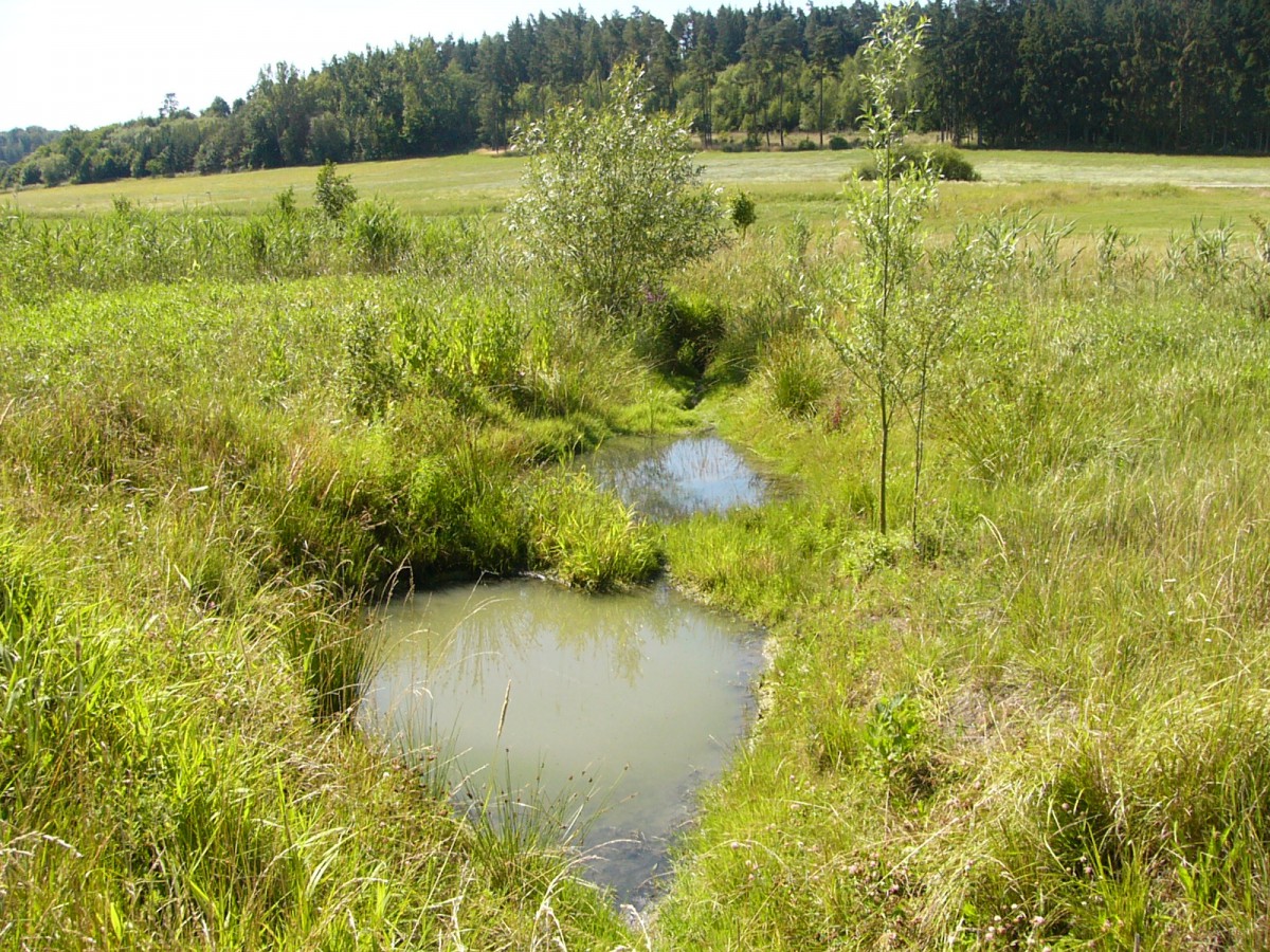 Die neu angelegten Tümpel 2006, die Vegetation hat sich schnell entwickelt, Foto: Ulrich Meßlinger
