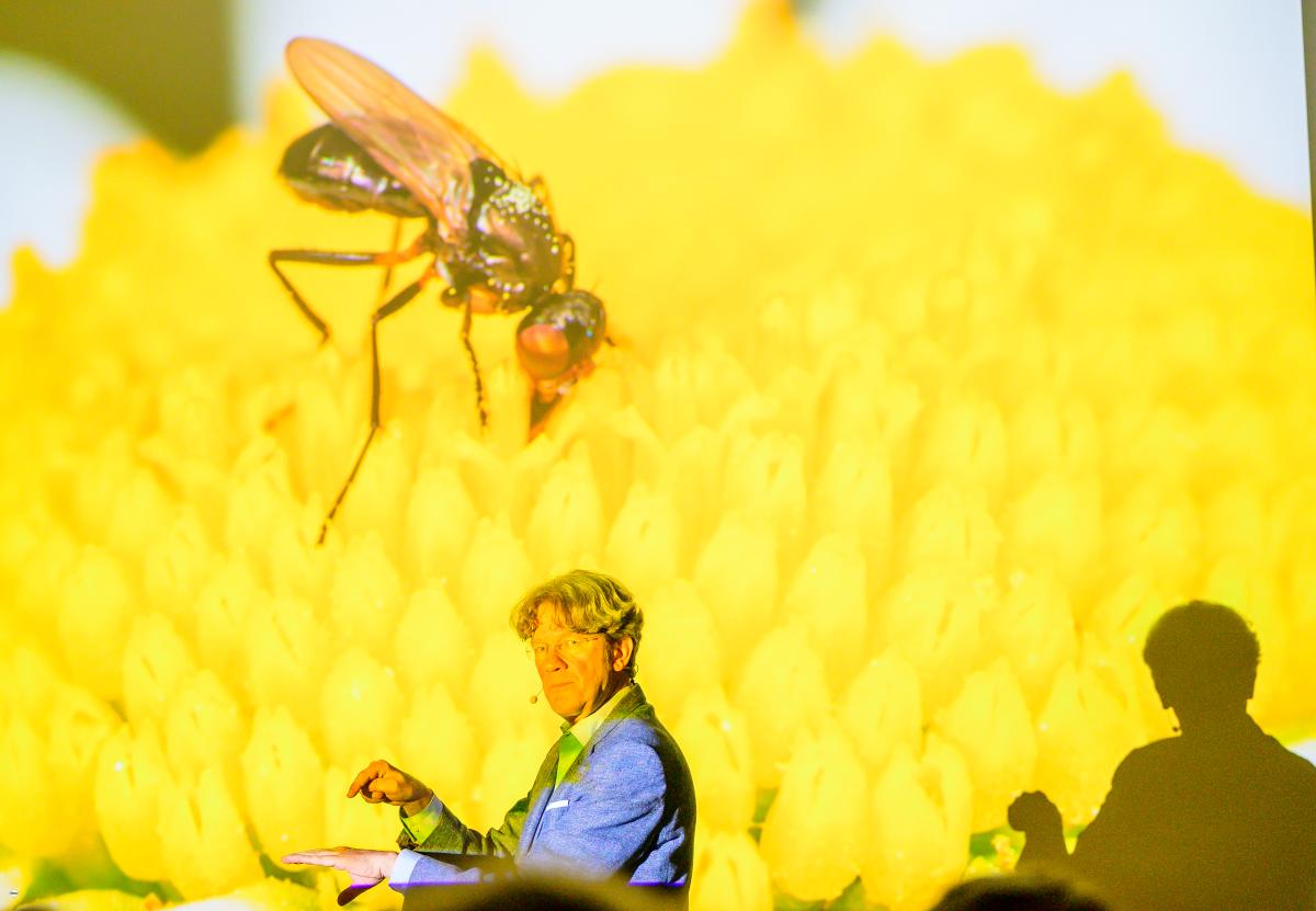 Margerite mit Schwebfliege