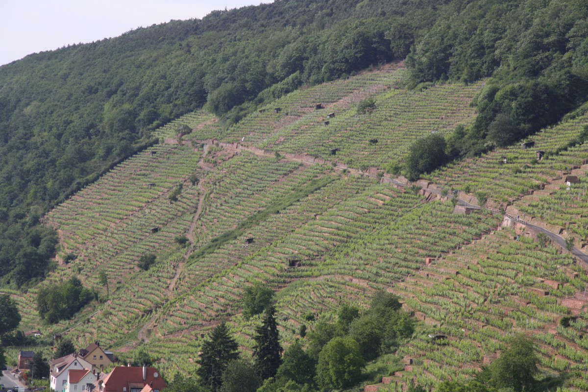 Die Weinbergterrassen zwischen Klingenberg und Erlenbach prägen das Landschaftsbild am Untermain