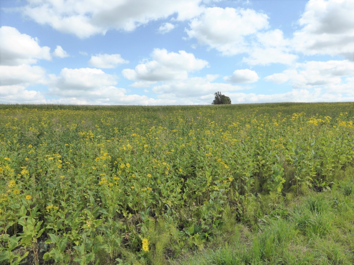 Ein Feld mit „Durchwachsene Silphie“-Pflanzen unter einem weiß-blauem Himmel.