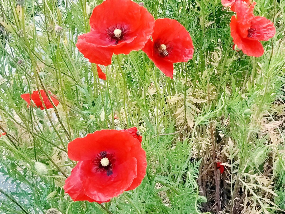 Mohnblumen in einem sattem Rot sind Anziehungspunkte für viele Insekten