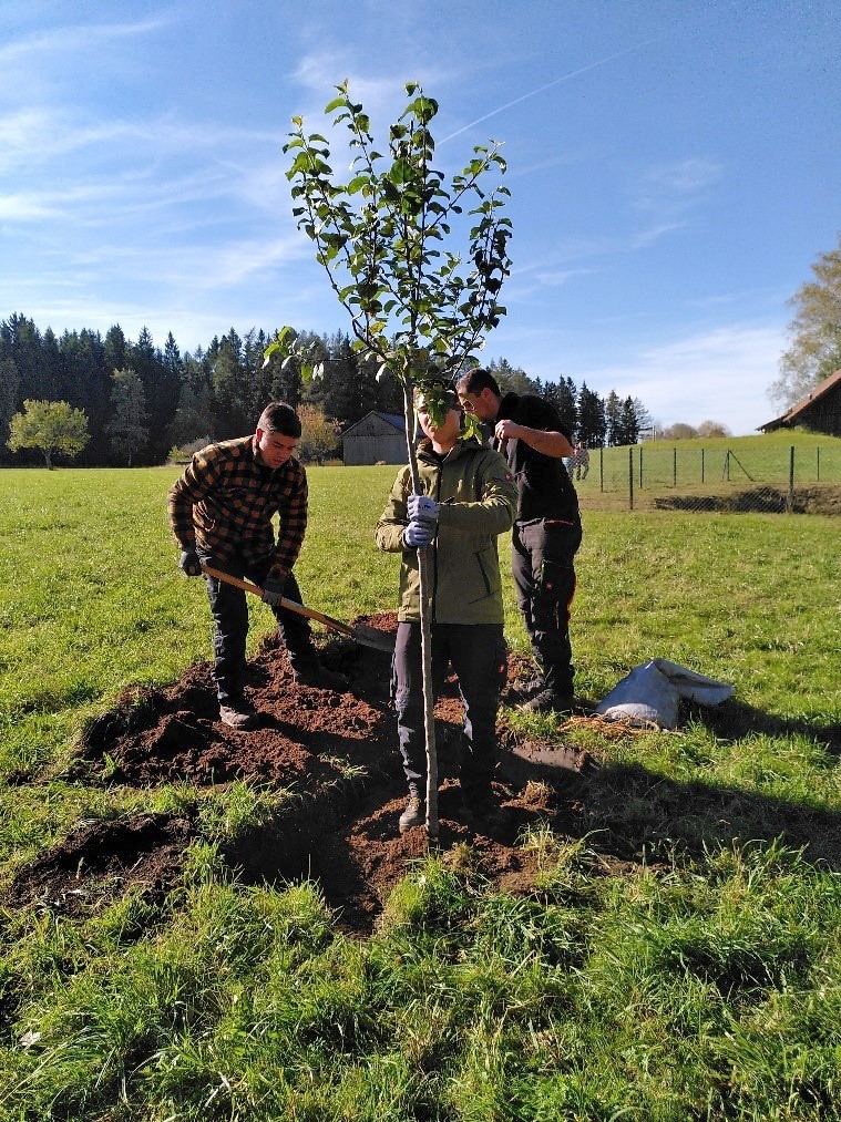 Drei junge Männer pflanzen einen Obstbaum.