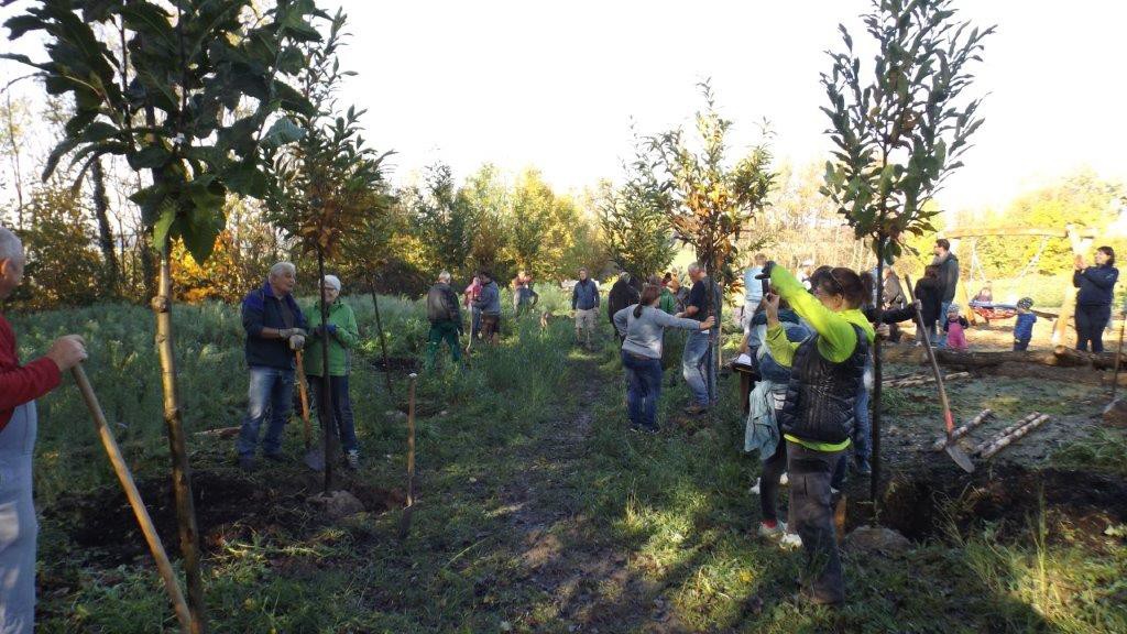 Frickenhausener Bürgerinnen und Bürger pflanzen Familienbäume