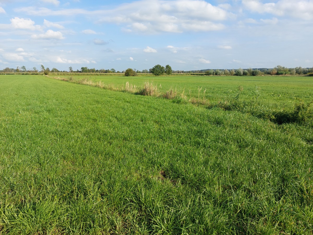 Eine Wiese im Niedermoor bei Lauterbach.