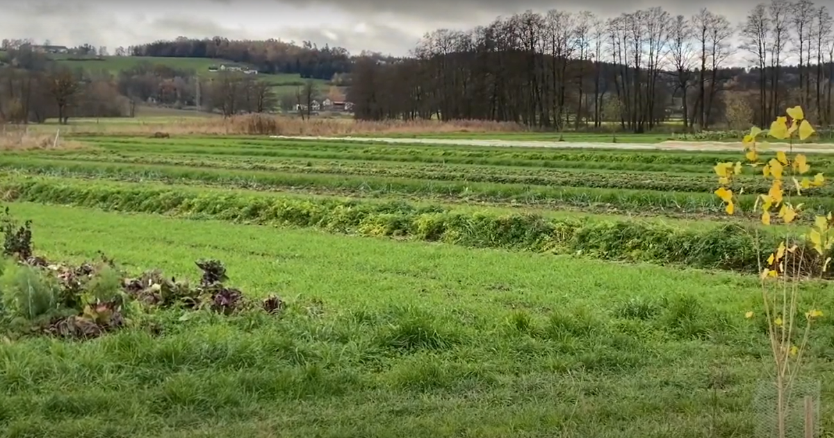 Blick auf grüne Wiesen, Schilf und Auengehölze im Isental