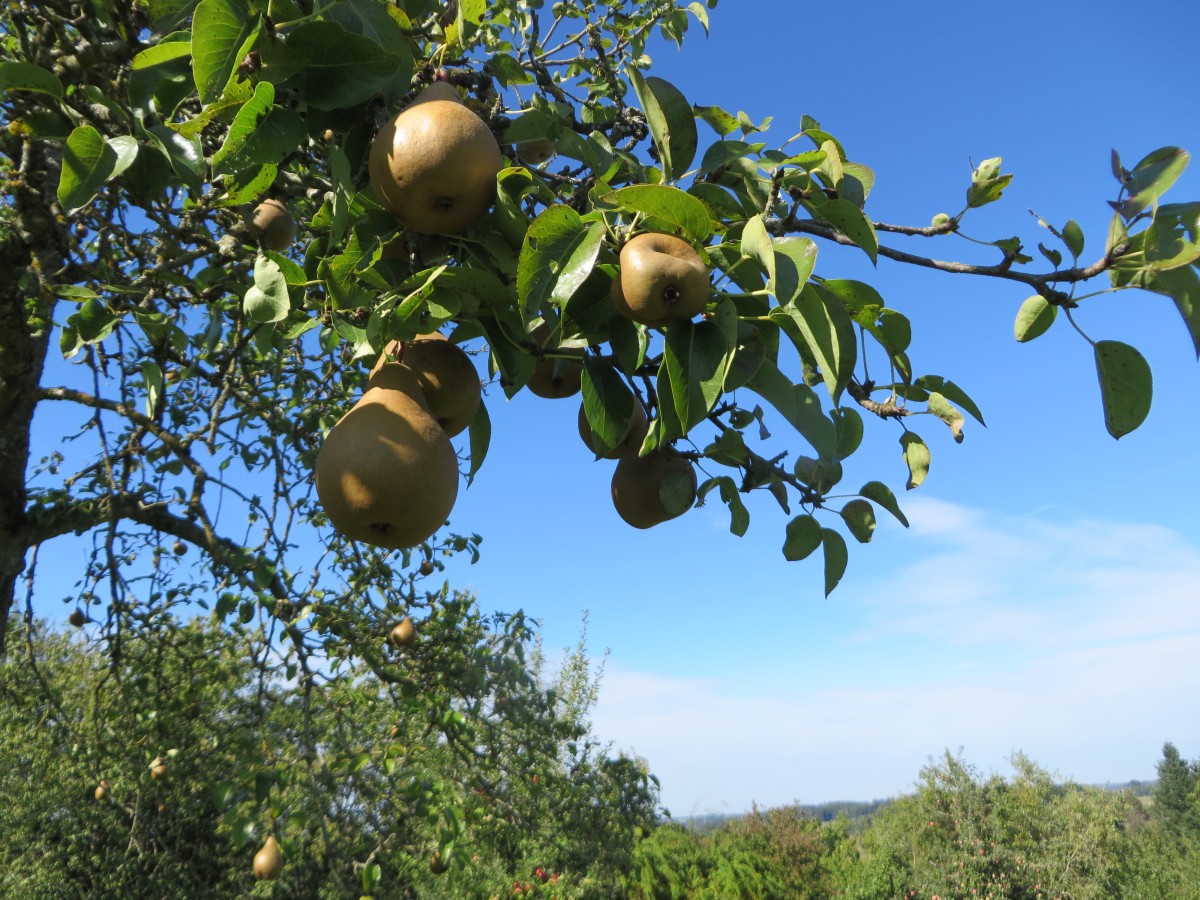 Obstbaumwiese mit einem Zweig Birnen