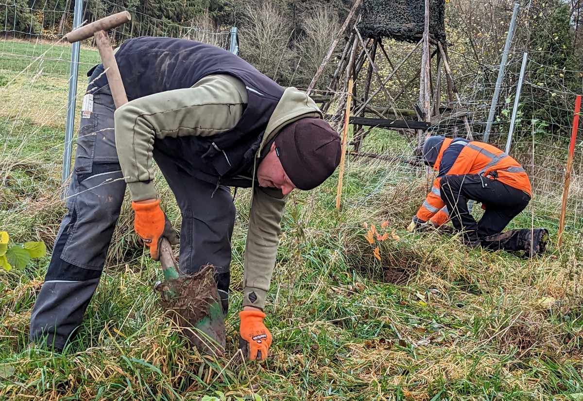 Mit der Hilfe Frewilliger haben die TreePlantingProjects 200 Meter Hecke bei Veitsgrabenfeld gepflanzt.