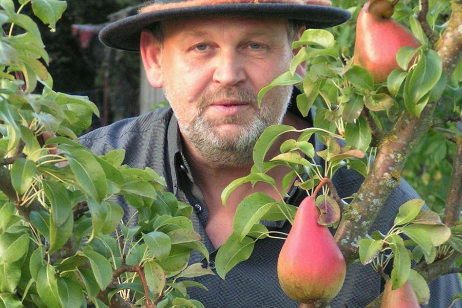 Älter Herr mit Hut hinter einem Birnbaumzweig