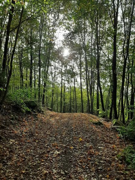 Im Tännesberger Wald