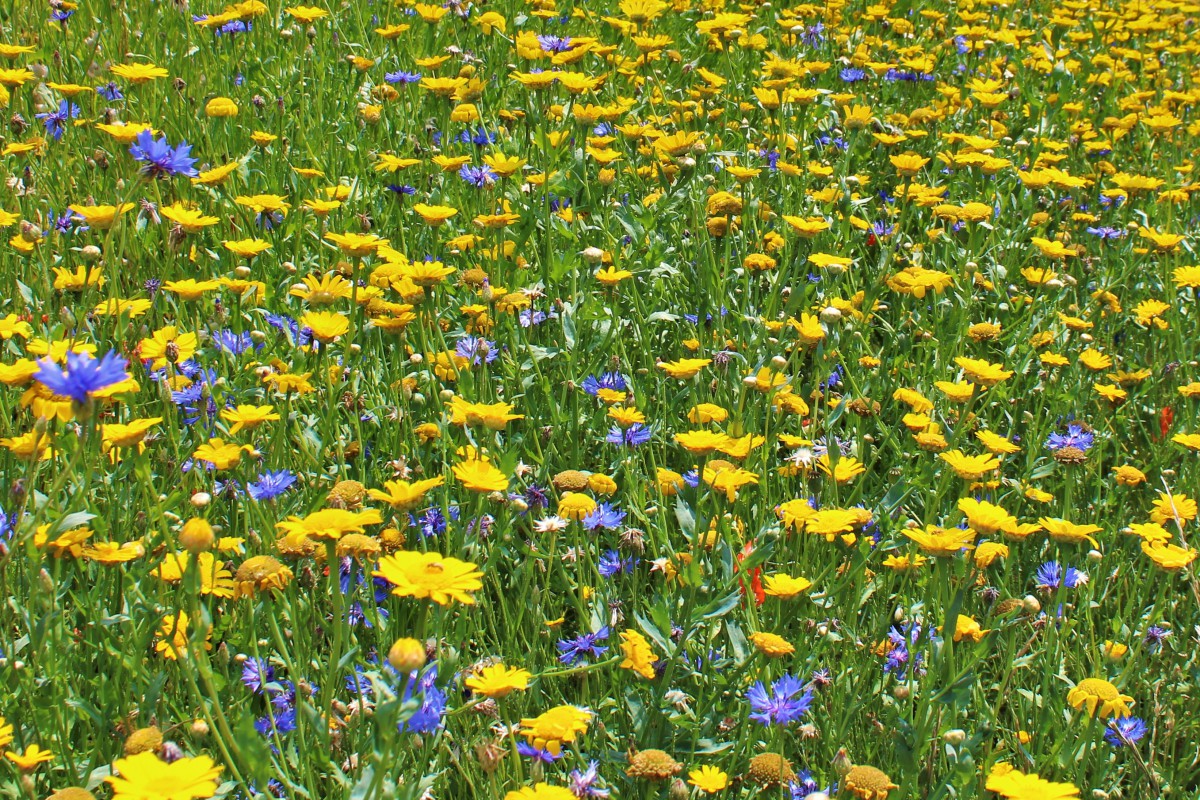 Nahaufnahme in die Wiese der Verkehrsinsel mit blühenden Blumen in gelb, blau, weiß und rot